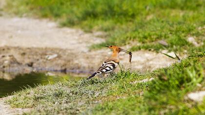 Eurasian Hoopoe