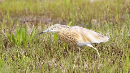 Squacco Heron