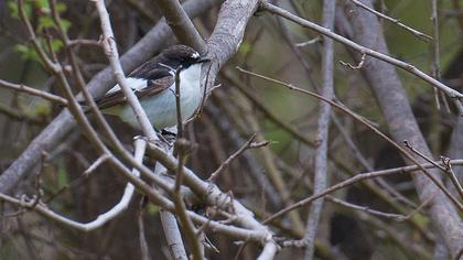 European Pied Flycatcher