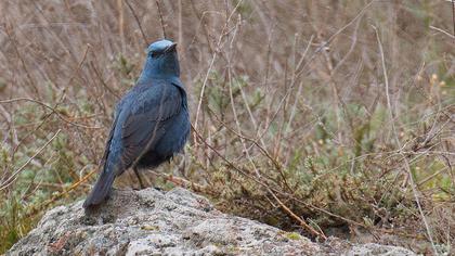 Blue Rock Thrush