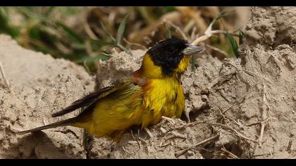 Black-headed Bunting