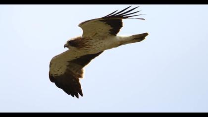 Booted Eagle