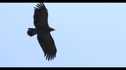 Lesser Spotted Eagle