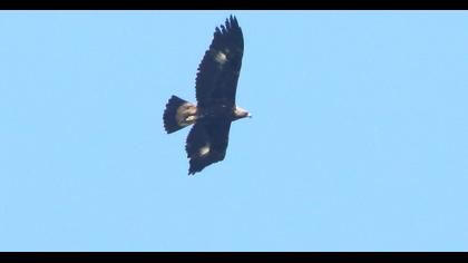Golden Eagle