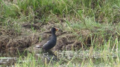 Common Moorhen