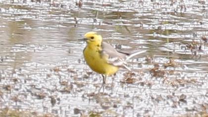 Citrine Wagtail