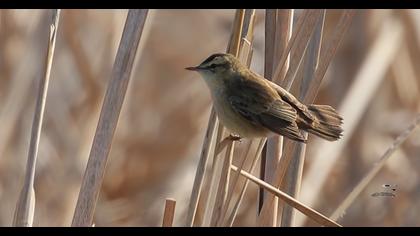 Sedge Warbler