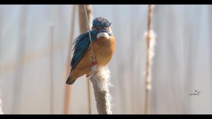 Common Kingfisher