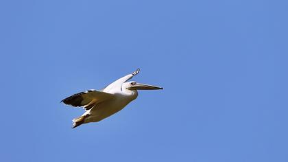 Great White Pelican