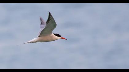 Common Tern