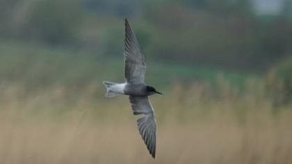 Black Tern