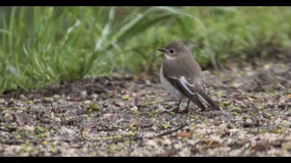 Semicollared Flycatcher