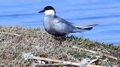Whiskered Tern
