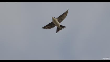 Common House Martin