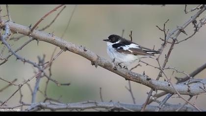 Semicollared Flycatcher