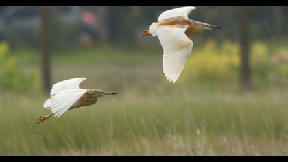 Squacco Heron