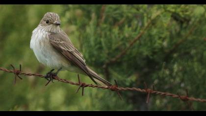 Spotted Flycatcher