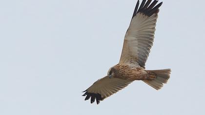 Western Marsh Harrier