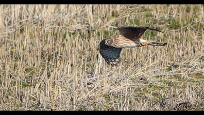 Hen Harrier