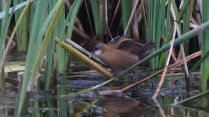 Little Crake