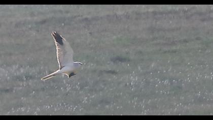 Pallid Harrier