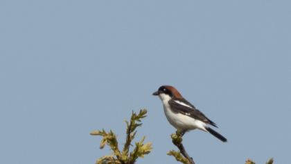 Woodchat Shrike
