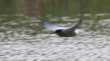 Black Tern