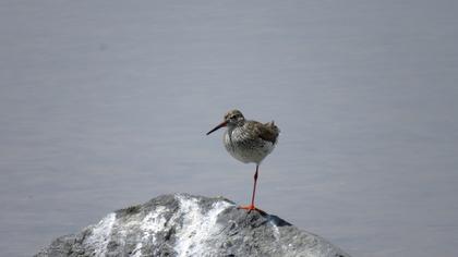 Common Redshank