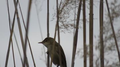 Eurasian Reed Warbler