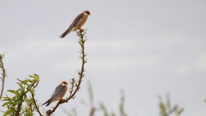 Red-footed Falcon