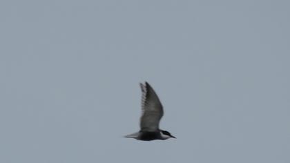 Whiskered Tern