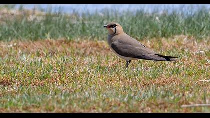 Collared Pratincole