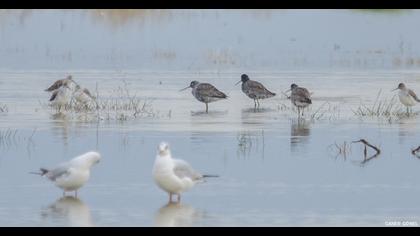 Spotted Redshank