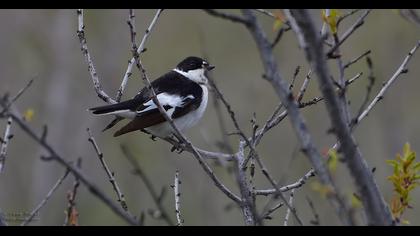 Semicollared Flycatcher