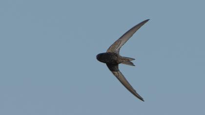 Common Swift
