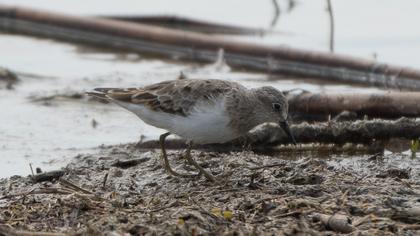 Temminck`s Stint