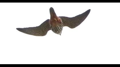 Eurasian Hobby