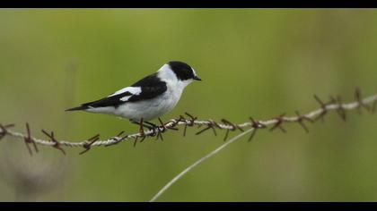 Collared Flycatcher