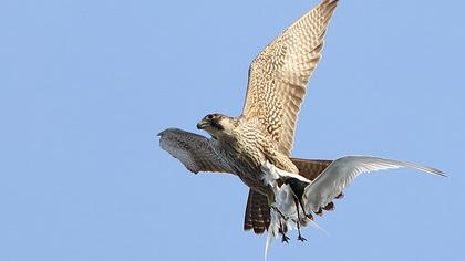 Peregrine Falcon