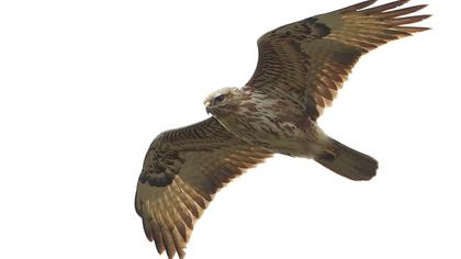 Common Buzzard