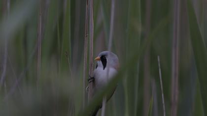 Bıyıklı baştankara