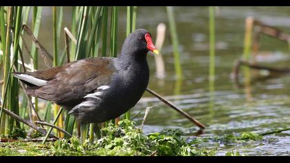 Common Moorhen