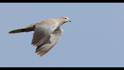 Eurasian Collared Dove