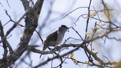 Eurasian Blackcap