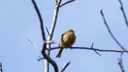 Ortolan Bunting