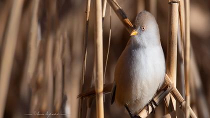 Bıyıklı baştankara