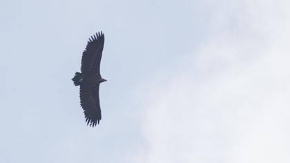Cinereous Vulture