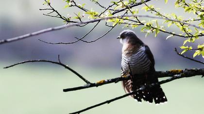 Common Cuckoo
