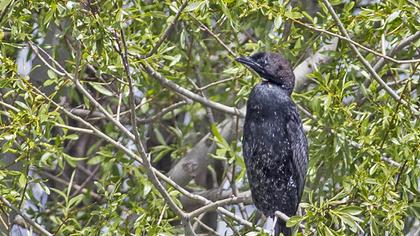 Pygmy Cormorant