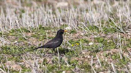 Common Blackbird